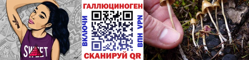 Псилоцибиновые грибы Cubensis  Курчатов 